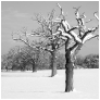 slides/Marringdean oaks.jpg winter oaks west sussex trees oaks snow cold black white billingshurst contrast Marringdean oaks